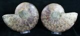 / Inch Split Ammonite Pair #4394-3